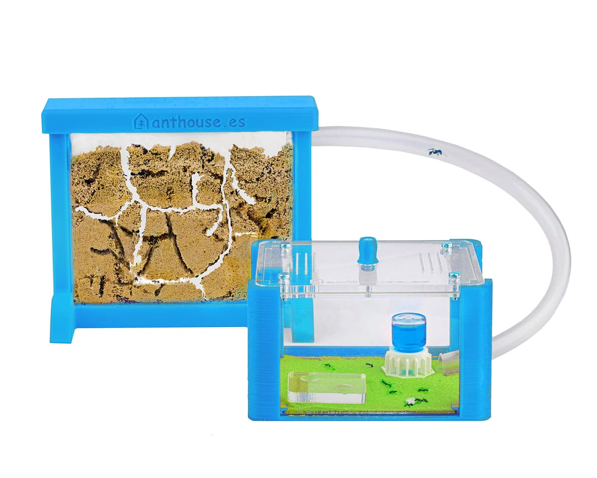 Anthouse - Hormiguero Natural de Arena Básico- Terrario 3D de Hormigas con Colonia Incluida - Kit Hormiguero Acrílico Tipo Sándwich (12x10x1 cm), Caja de Forrajeo con Tapadera (18x10x5 cm) - Verde — view 8