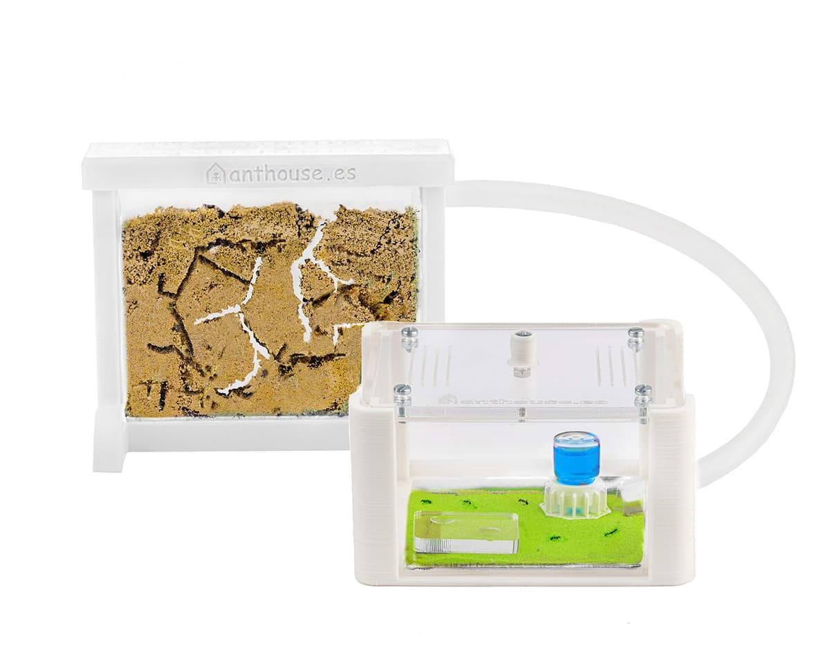 Anthouse - Hormiguero Natural de Arena Básico- Terrario 3D de Hormigas con Colonia Incluida - Kit Hormiguero Acrílico Tipo Sándwich (12x10x1 cm), Caja de Forrajeo con Tapadera (18x10x5 cm) - Verde — view 12