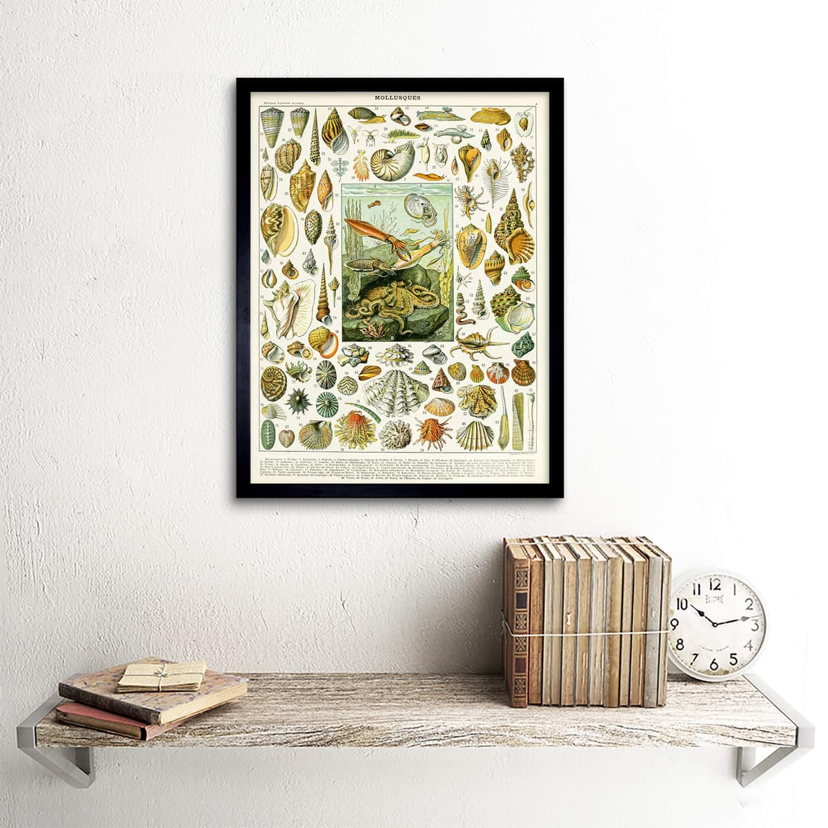 Artery8 Millot Encyclopedia Page Molluscs Shells Art Print Framed Poster Wall Decor 12x16 inch — view 2
