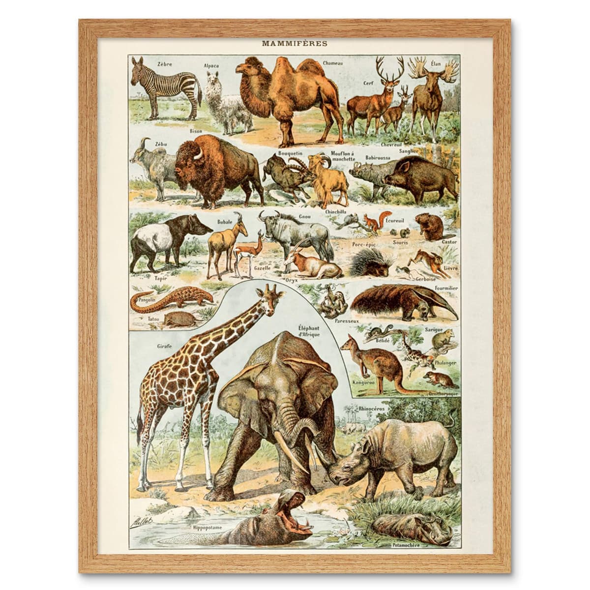 Artery8 Millot Encyclopedia Page Molluscs Shells Art Print Framed Poster Wall Decor 12x16 inch — view 16