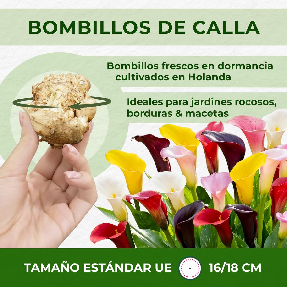 Zantedeschia Calla Lirio Pasión Roja - 5 Bulbos de Flores Exterior - Plantas Naturales Exterior de Holanda - Plantas de Exterior Resistentes - Decoracion Jardin - Sin Semillas, No Artificiales — view 5