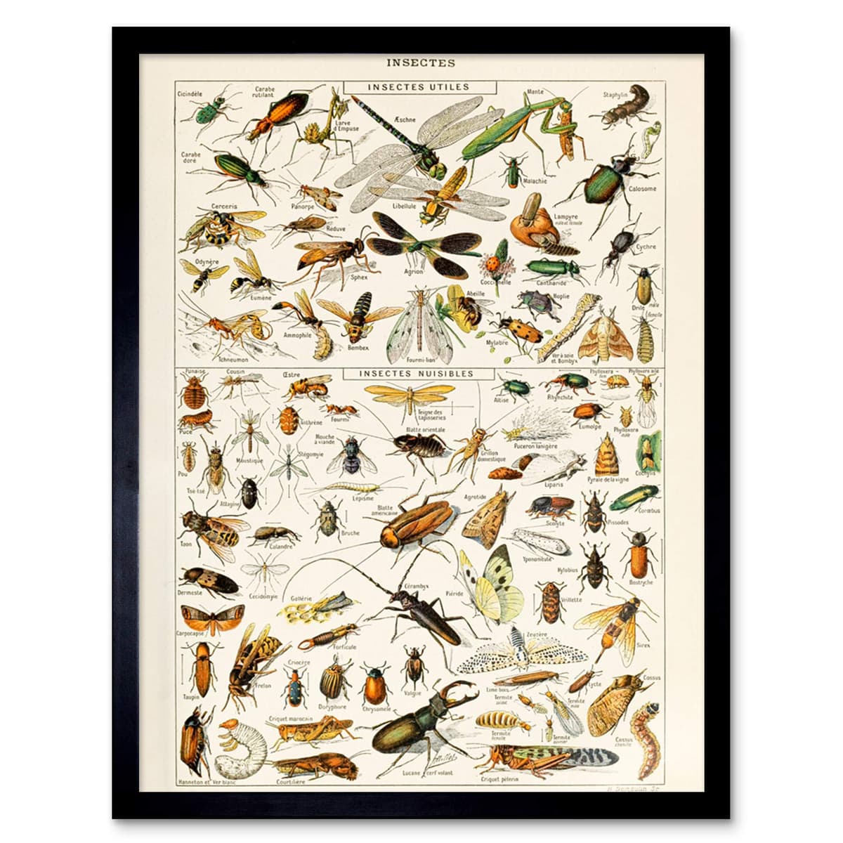 Artery8 Millot Encyclopedia Page Molluscs Shells Art Print Framed Poster Wall Decor 12x16 inch — view 67