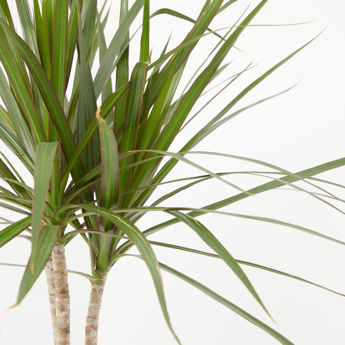 Verdecora Dracena Marginata | Dracaena Marginata | Planta natural de interior | Gran adaptación a interiores y fácil de cuidar (Maceta Ø11cm) — view 2