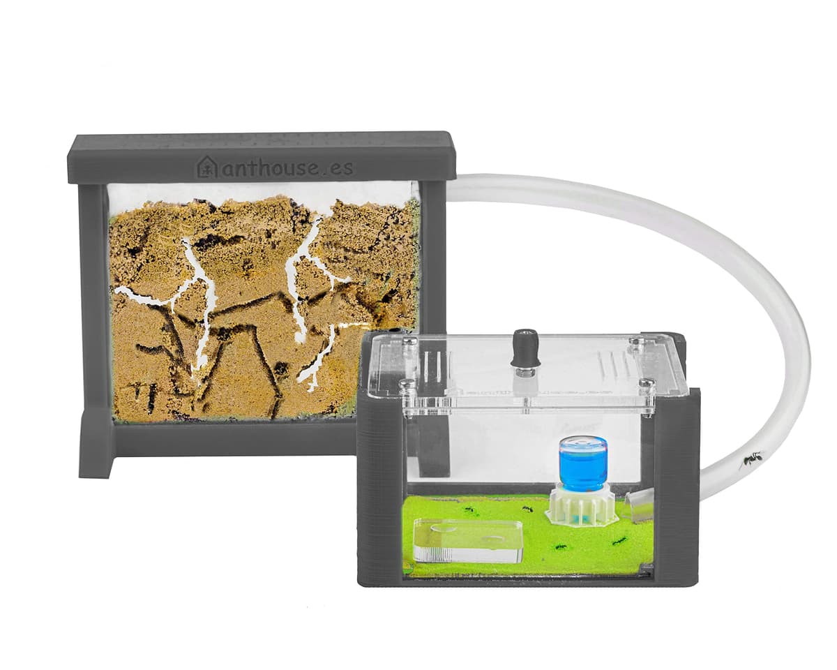 Anthouse - Hormiguero Natural de Arena Básico- Terrario 3D de Hormigas con Colonia Incluida - Kit Hormiguero Acrílico Tipo Sándwich (12x10x1 cm), Caja de Forrajeo con Tapadera (18x10x5 cm) - Verde — view 9