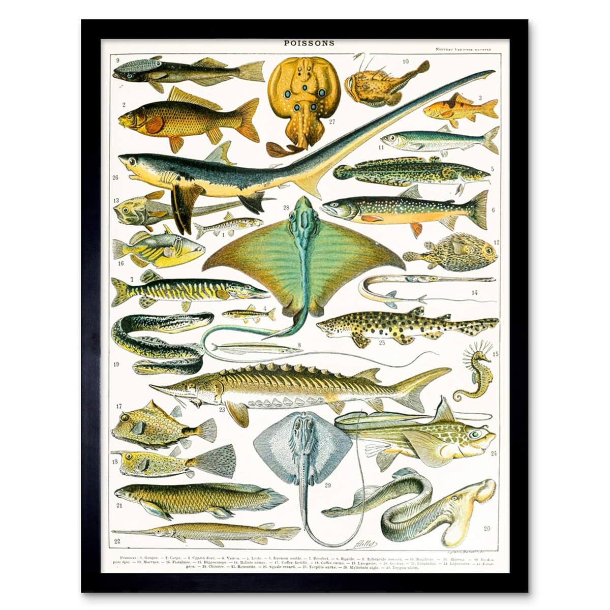 Artery8 Millot Encyclopedia Page Molluscs Shells Art Print Framed Poster Wall Decor 12x16 inch — view 162