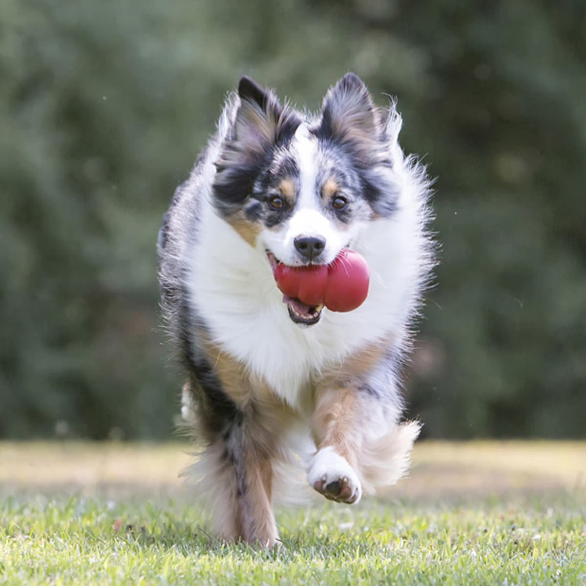 KONG Classic Stuffable Dog Toy - Fetch & Chew Toy for Dogs - Treat-Filling Capabilities - Durable Natural Rubber Material - For Small Dogs — view 2