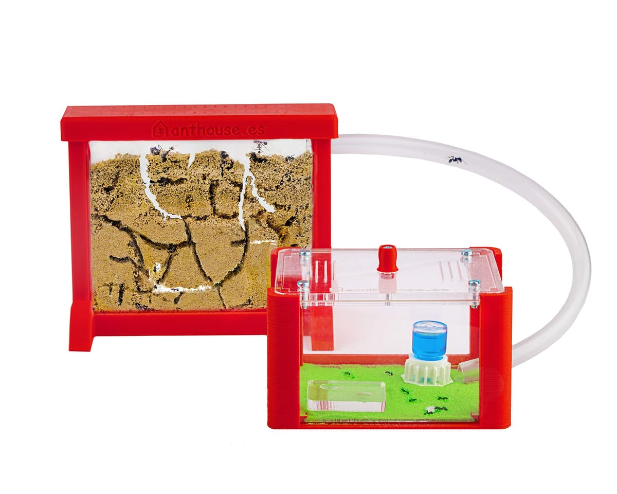 Anthouse - Hormiguero Natural de Arena Básico- Terrario 3D de Hormigas con Colonia Incluida - Kit Hormiguero Acrílico Tipo Sándwich (12x10x1 cm), Caja de Forrajeo con Tapadera (18x10x5 cm) - Verde — view 10