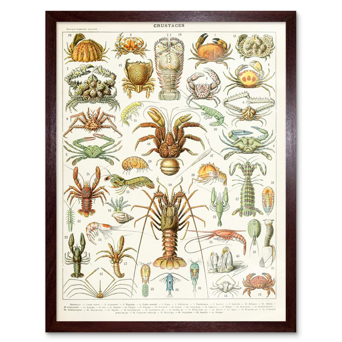 Artery8 Millot Encyclopedia Page Molluscs Shells Art Print Framed Poster Wall Decor 12x16 inch — view 166
