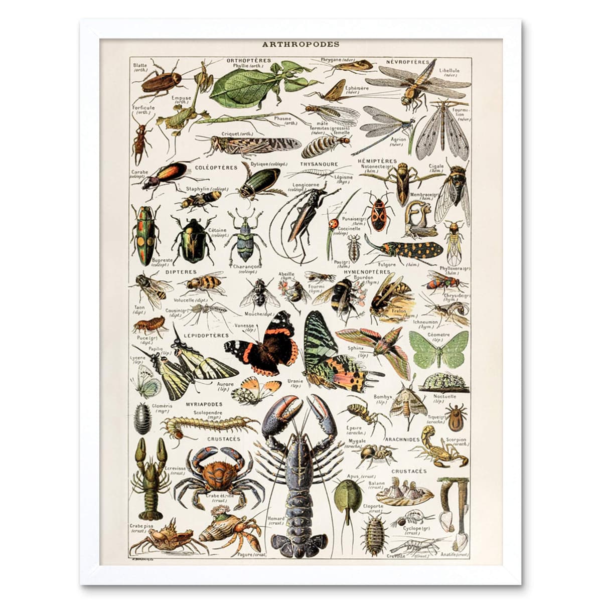 Artery8 Millot Encyclopedia Page Molluscs Shells Art Print Framed Poster Wall Decor 12x16 inch — view 175