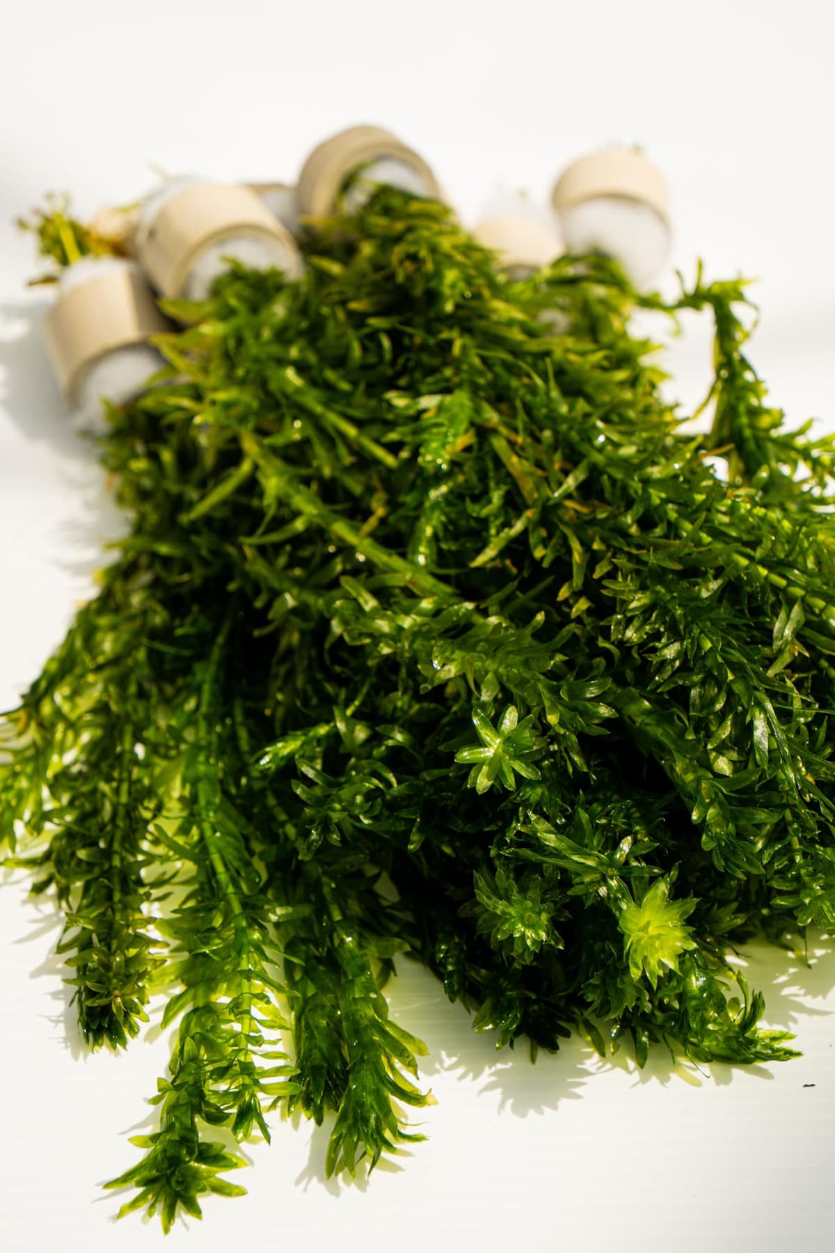 Lincolnshire Pond Plants Ltd - 20 Stems x Oxygenating Weed Live Pond Plant ELODEA DENSA - Also Aquarium Aquatic Plants (Weighted) — view 4
