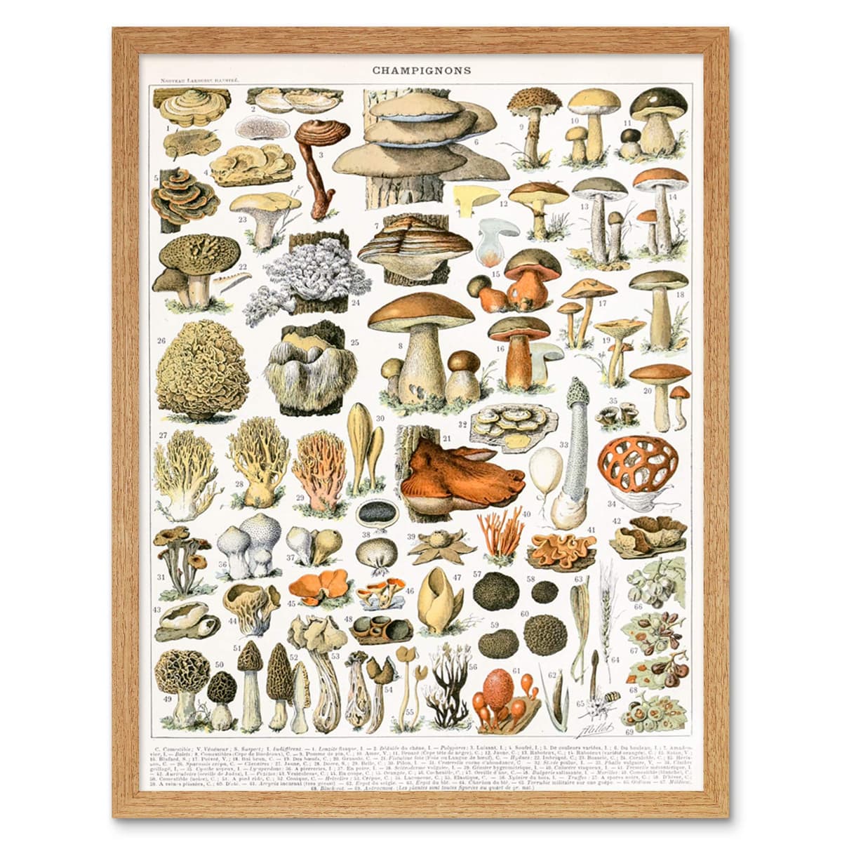 Artery8 Millot Encyclopedia Page Molluscs Shells Art Print Framed Poster Wall Decor 12x16 inch — view 55