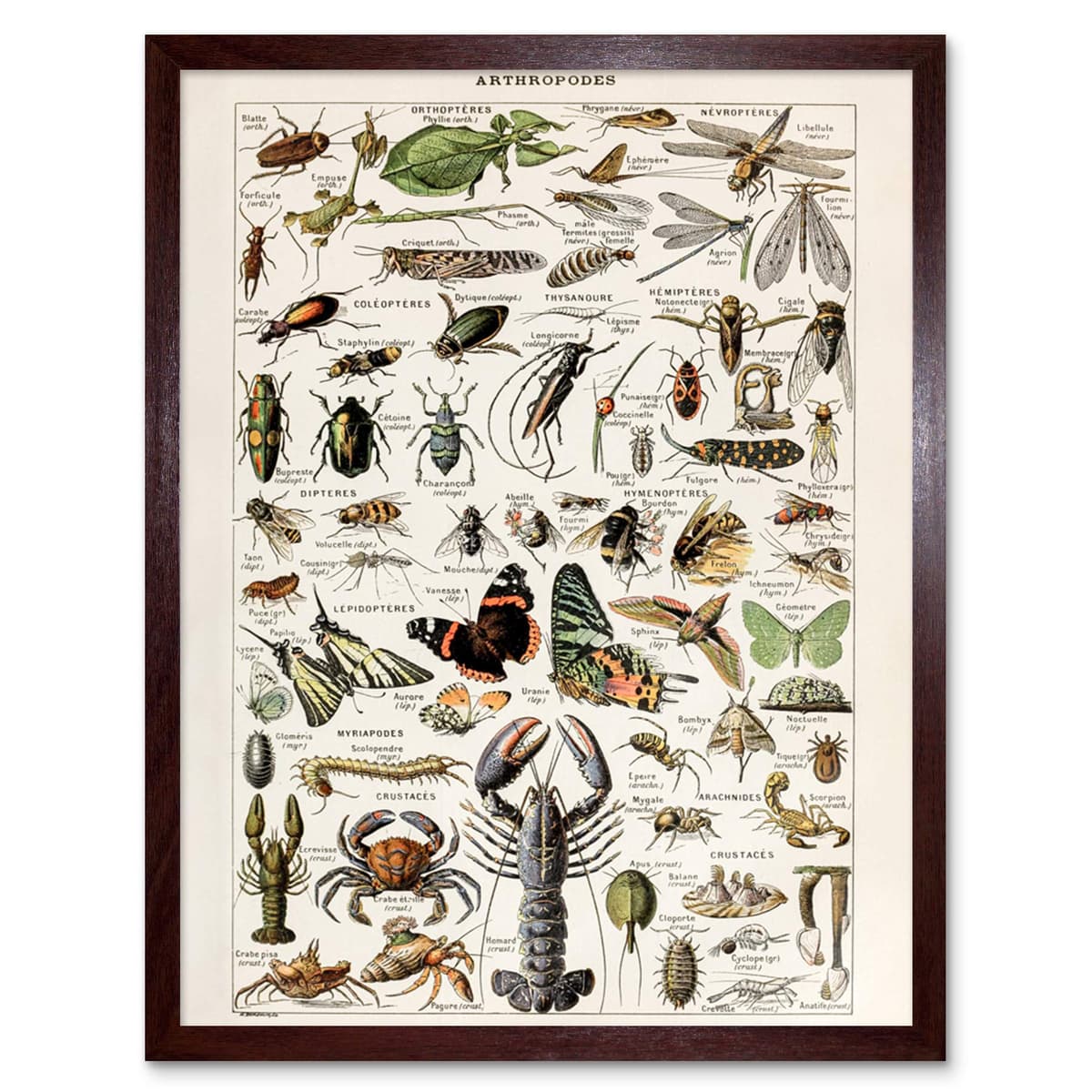 Artery8 Millot Encyclopedia Page Molluscs Shells Art Print Framed Poster Wall Decor 12x16 inch — view 36