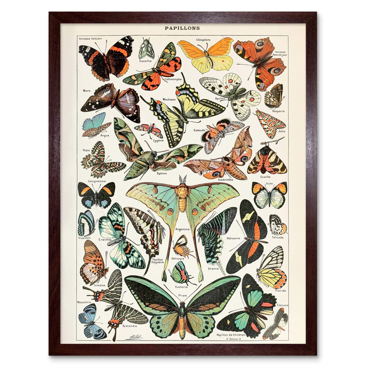 Artery8 Millot Encyclopedia Page Molluscs Shells Art Print Framed Poster Wall Decor 12x16 inch — view 17