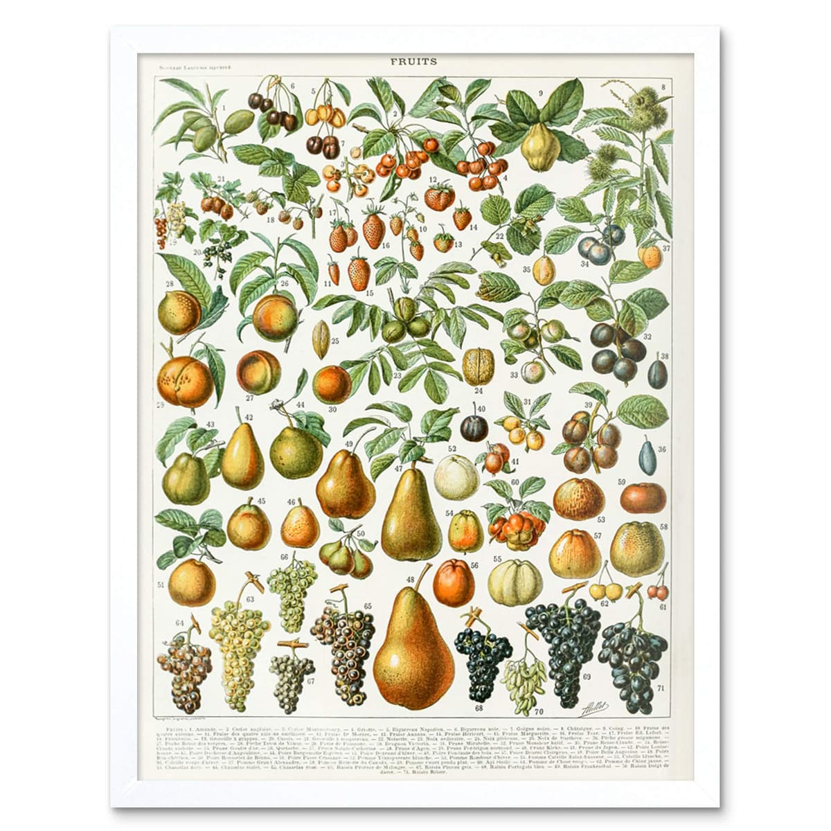 Artery8 Millot Encyclopedia Page Molluscs Shells Art Print Framed Poster Wall Decor 12x16 inch — view 167