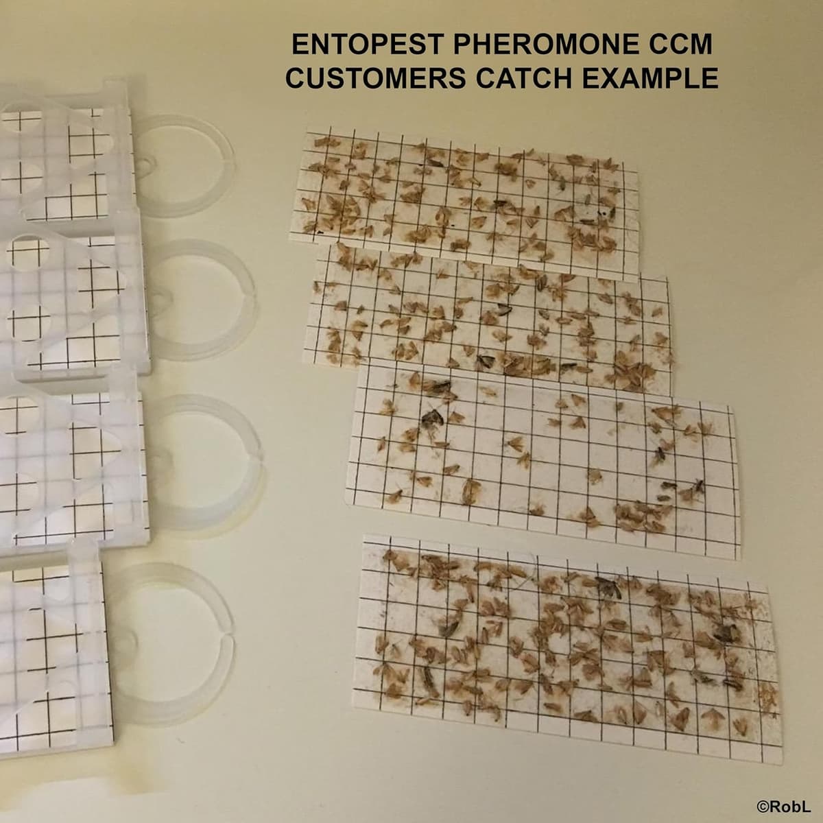 Entopest 10-Pack Clothes Moth Monitoring Traps – Refill for Room & Wardrobe Hanger Units – For Detection of Tineola bissellie — view 5