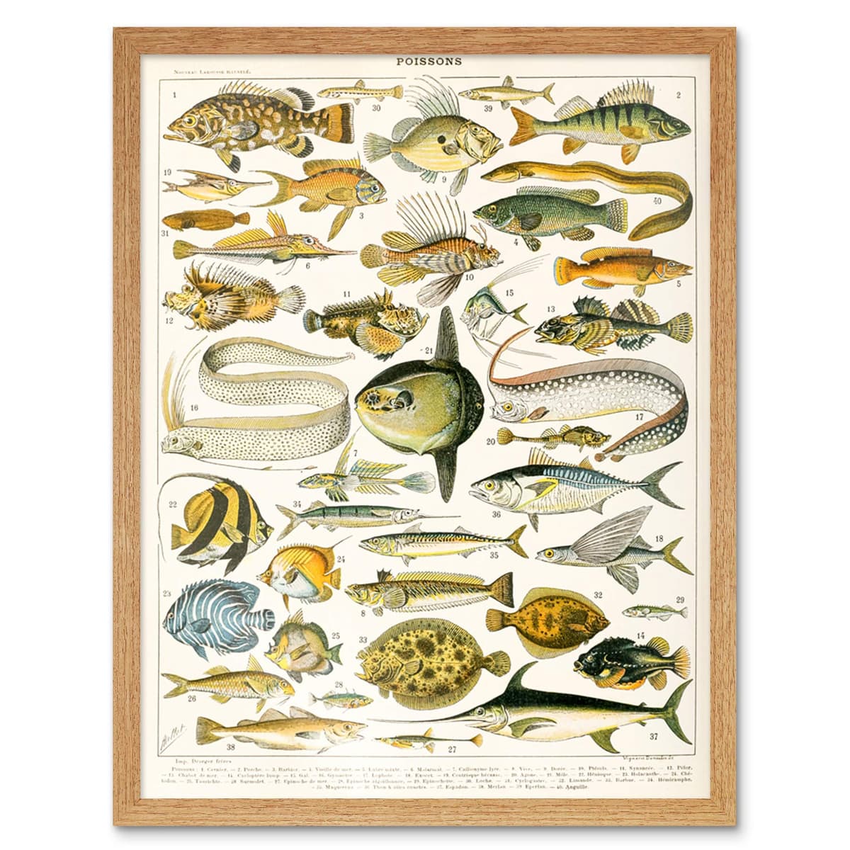 Artery8 Millot Encyclopedia Page Molluscs Shells Art Print Framed Poster Wall Decor 12x16 inch — view 80