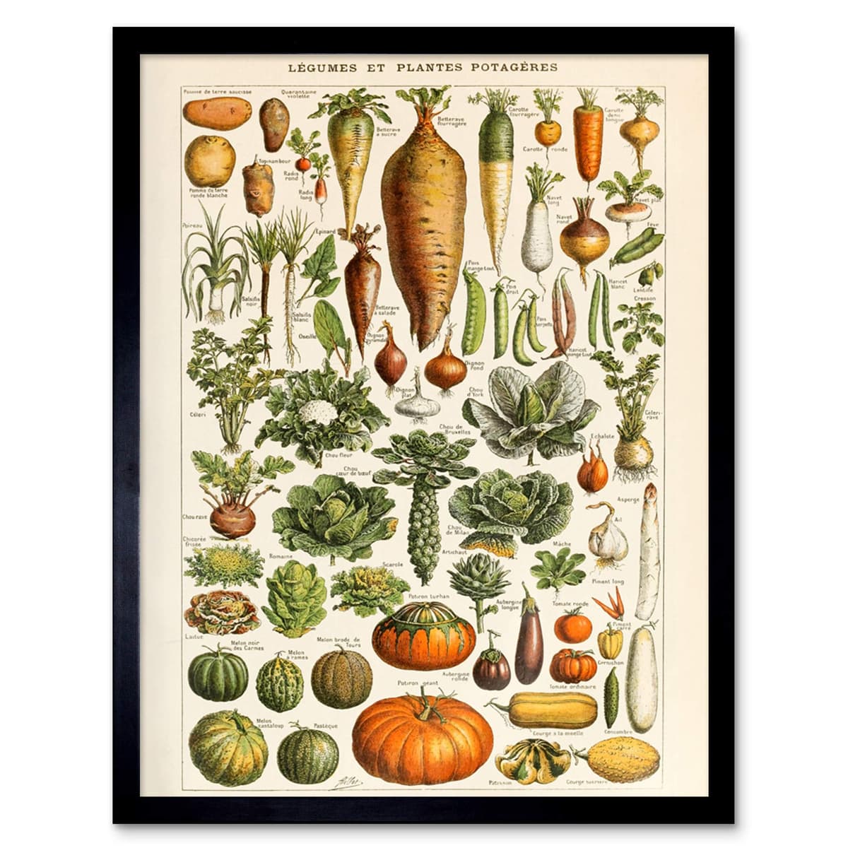 Artery8 Millot Encyclopedia Page Molluscs Shells Art Print Framed Poster Wall Decor 12x16 inch — view 104