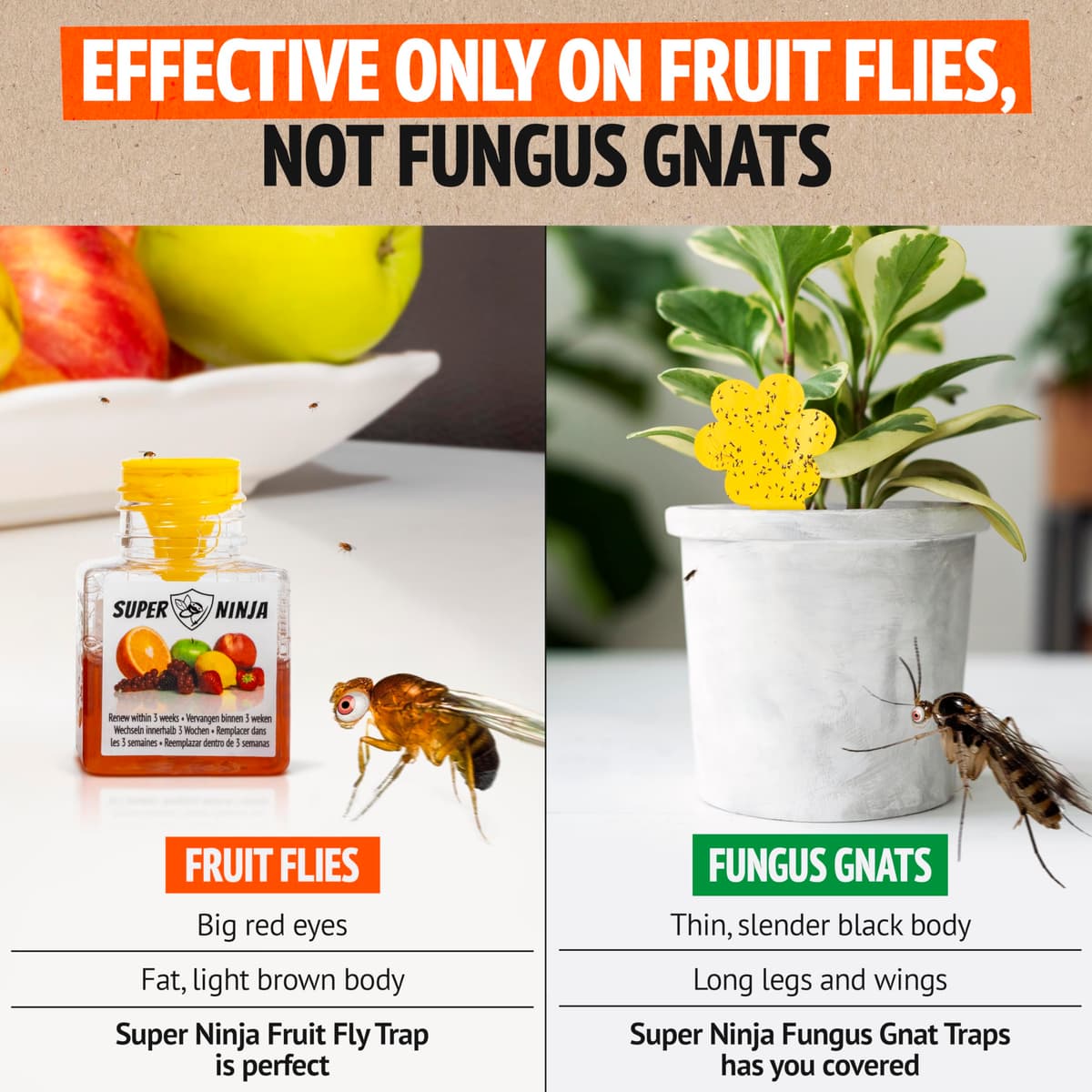 Super Ninja Fruit Fly Trap - 2 pack, Highly Effective Fruit Fly Killer for Home & Kitchen, Up to 3 Weeks of Performance per Bottle, Child & Pet Friendly — view 6
