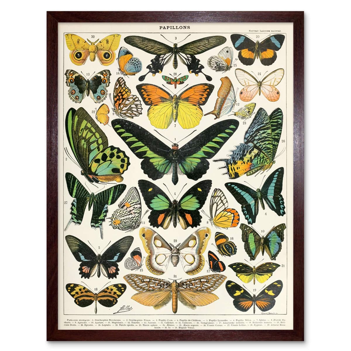 Artery8 Millot Encyclopedia Page Molluscs Shells Art Print Framed Poster Wall Decor 12x16 inch — view 39