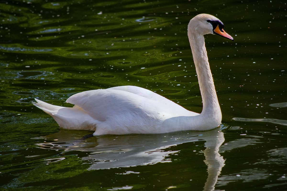 Extra Select Premium Floating Swan and Duck Feed, 5 Litre — view 3