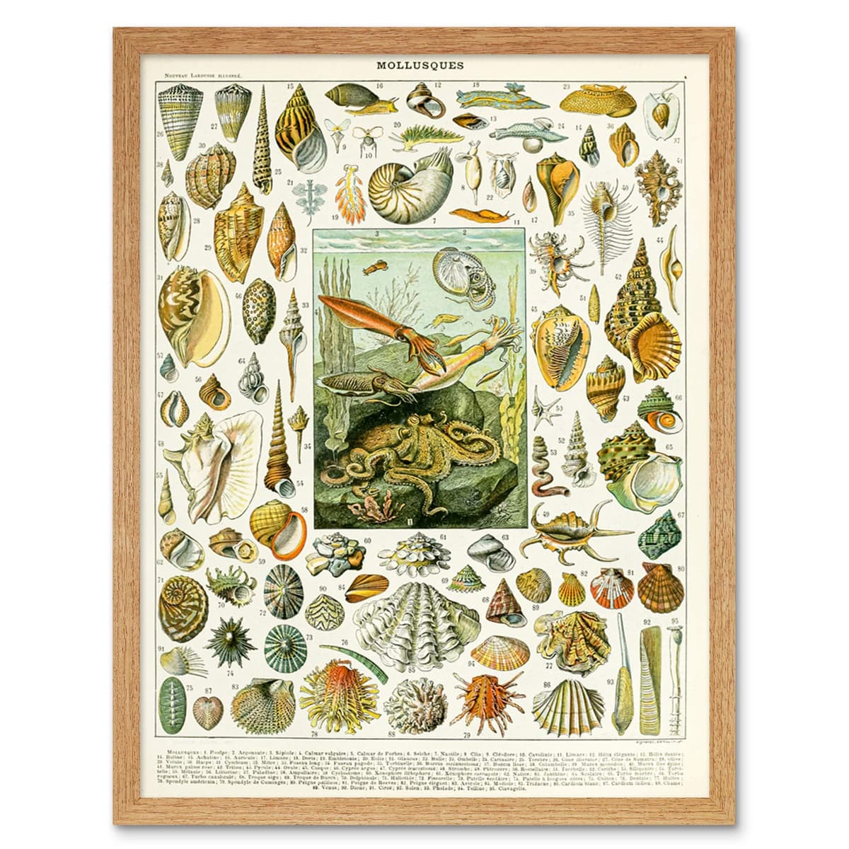 Artery8 Millot Encyclopedia Page Molluscs Shells Art Print Framed Poster Wall Decor 12x16 inch — view 64