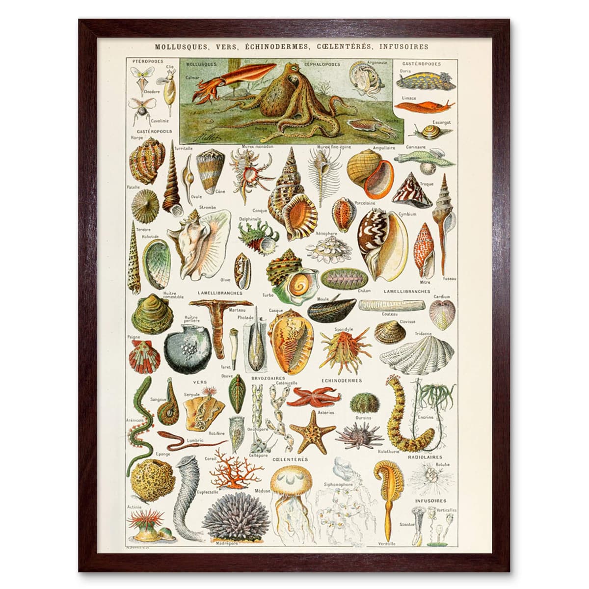 Artery8 Millot Encyclopedia Page Molluscs Shells Art Print Framed Poster Wall Decor 12x16 inch — view 147