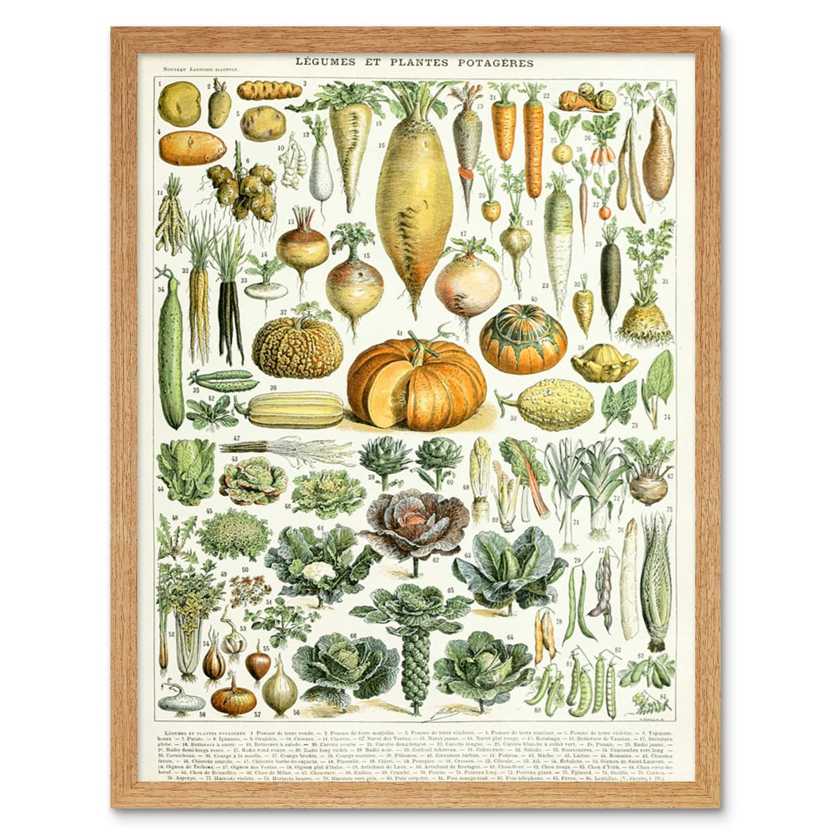 Artery8 Millot Encyclopedia Page Molluscs Shells Art Print Framed Poster Wall Decor 12x16 inch — view 138