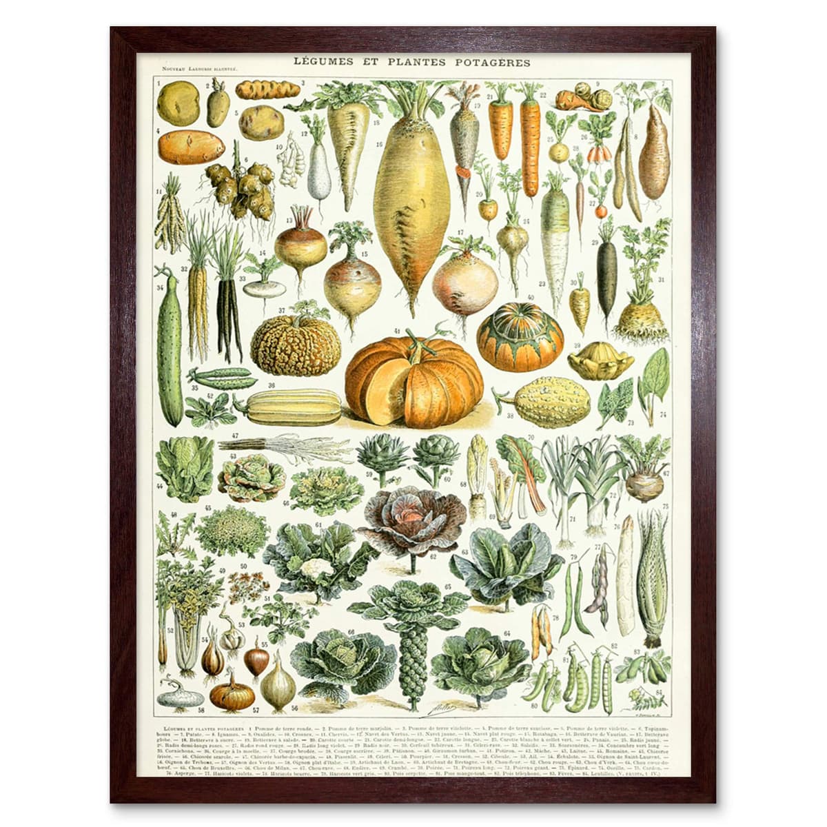 Artery8 Millot Encyclopedia Page Molluscs Shells Art Print Framed Poster Wall Decor 12x16 inch — view 68