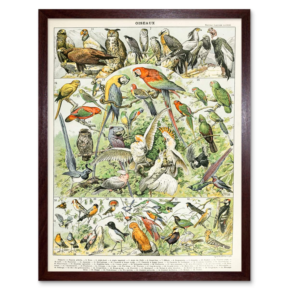 Artery8 Millot Encyclopedia Page Molluscs Shells Art Print Framed Poster Wall Decor 12x16 inch — view 141