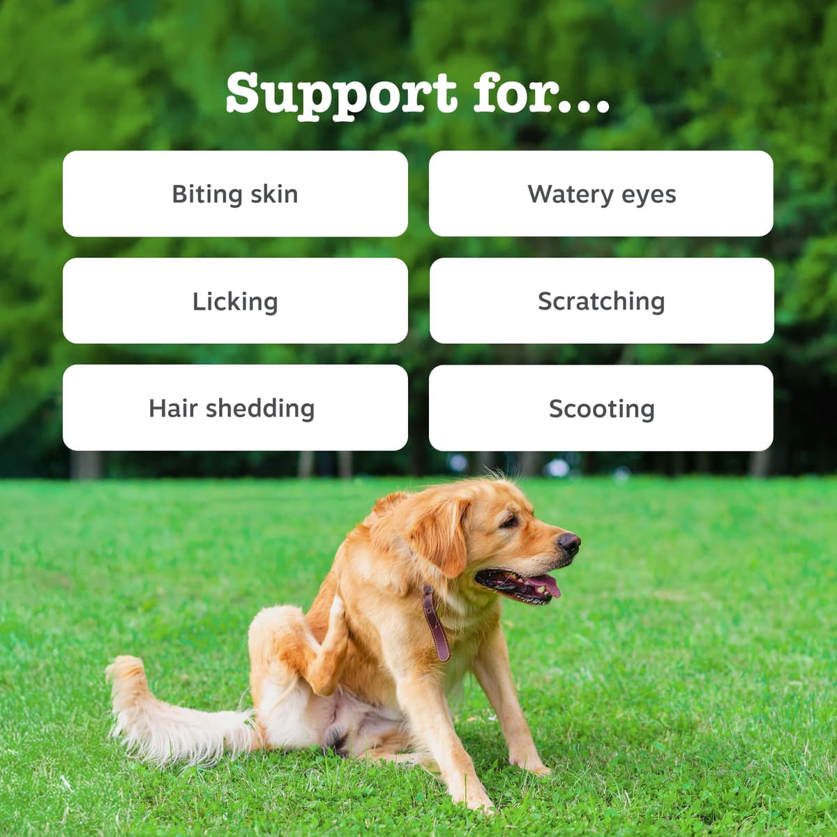Zesty Paws Aller-Immune Chews for Dogs | Supports Immune Function, Helps Gut, Skin & Coat Health, For Itchy, Dry Skin | Contains Salmon Oil, Prebiotics, Probiotics, Vitamin A | Daily Use | 90 Chews — view 2
