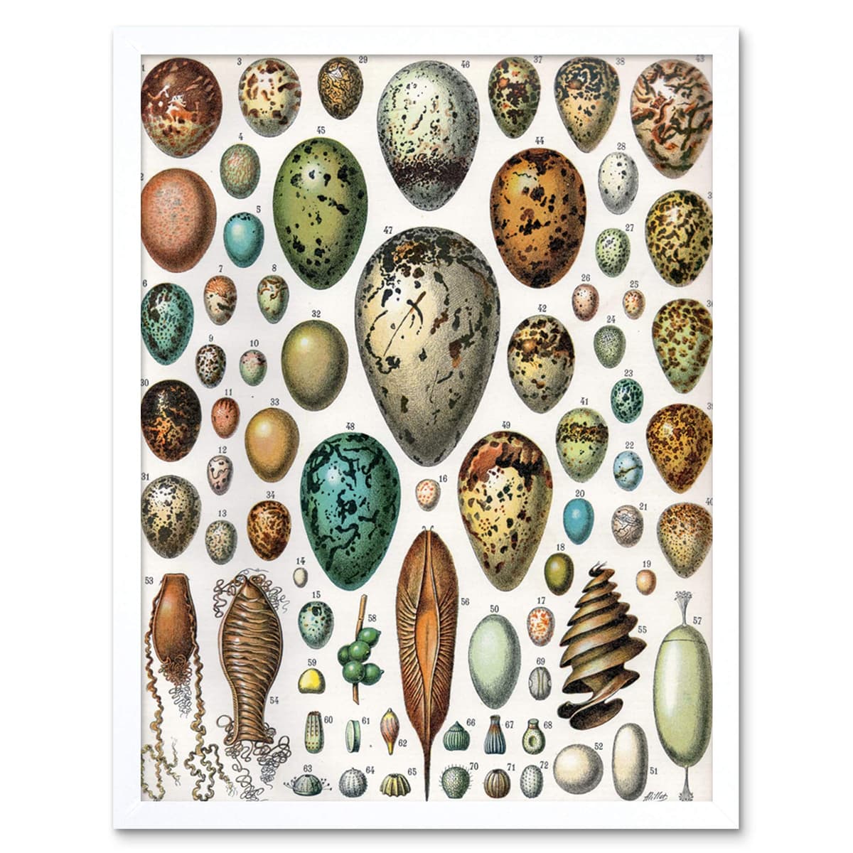 Artery8 Millot Encyclopedia Page Molluscs Shells Art Print Framed Poster Wall Decor 12x16 inch — view 98