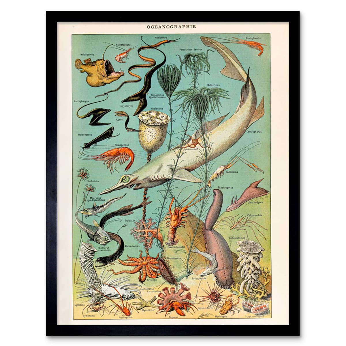 Artery8 Millot Encyclopedia Page Molluscs Shells Art Print Framed Poster Wall Decor 12x16 inch — view 157