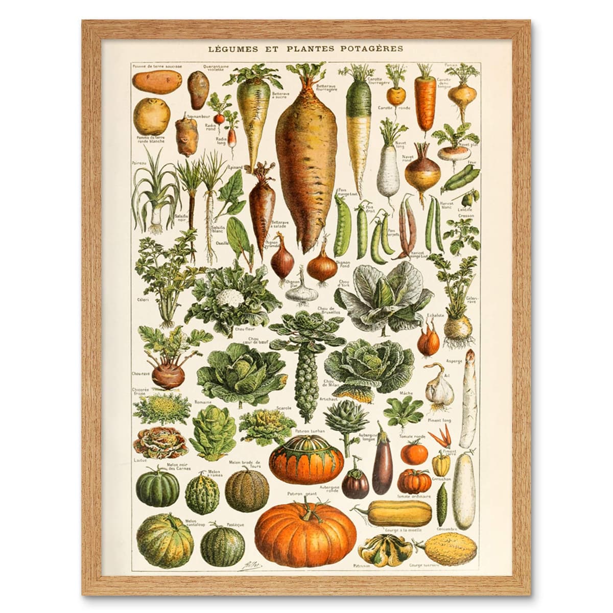 Artery8 Millot Encyclopedia Page Molluscs Shells Art Print Framed Poster Wall Decor 12x16 inch — view 164