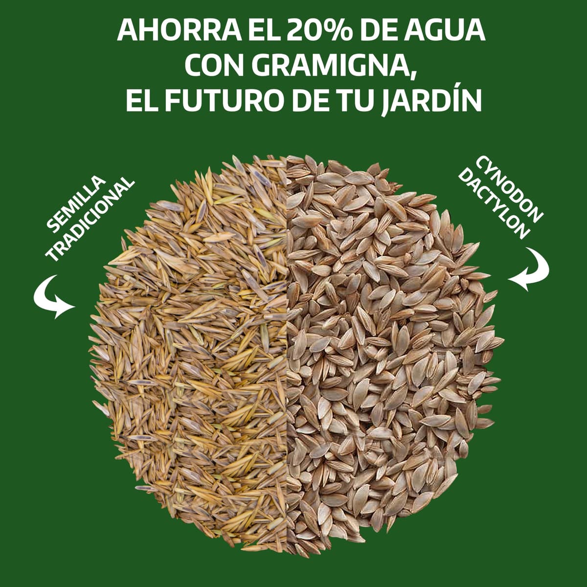 LERAVA Semillas césped grama gruesa (200 g) - Para 20 m² - Césped pisable y resistente a la sequía - Ideal para zonas mediterráneas y cálidas - Consume hasta un 20% menos de agua — view 6