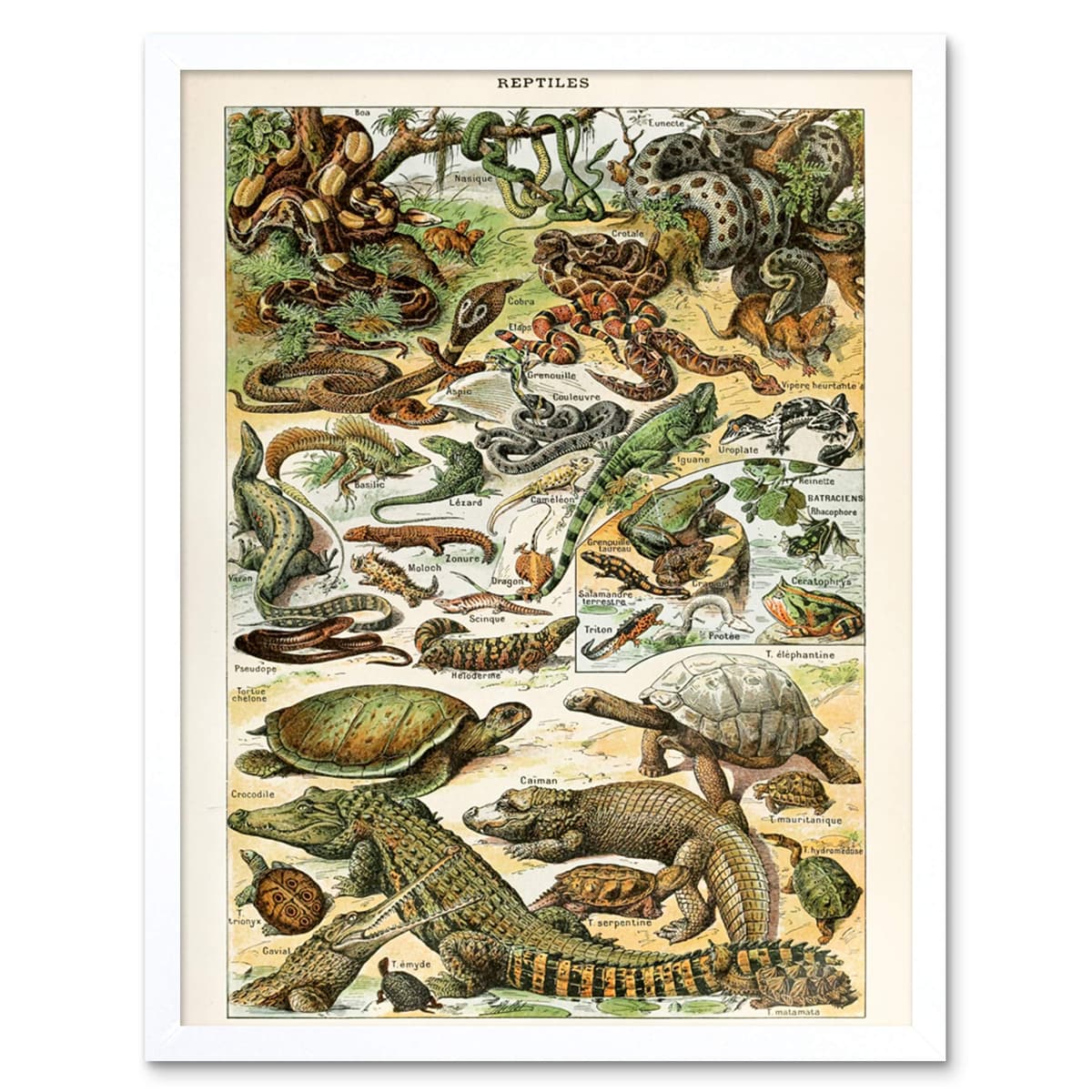 Artery8 Millot Encyclopedia Page Molluscs Shells Art Print Framed Poster Wall Decor 12x16 inch — view 41