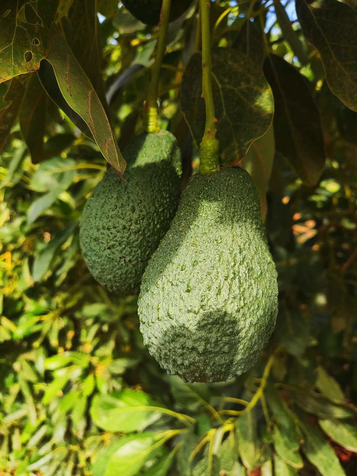 Aguacate Hass Pack 4 kg nacional Punto de Maduración (READY) - Compra Aguacates Hass seleccionados uno por uno para ti. Aguacates frescos. — view 4