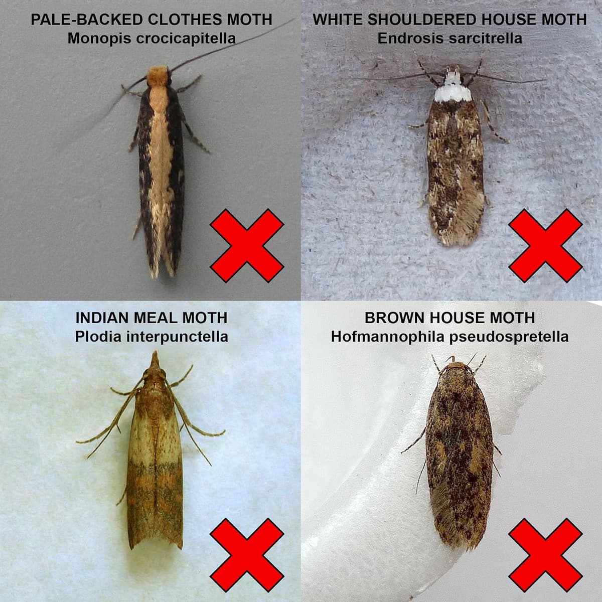 Entopest 10-Pack Clothes Moth Monitoring Traps – Refill for Room & Wardrobe Hanger Units – For Detection of Tineola bissellie — view 4