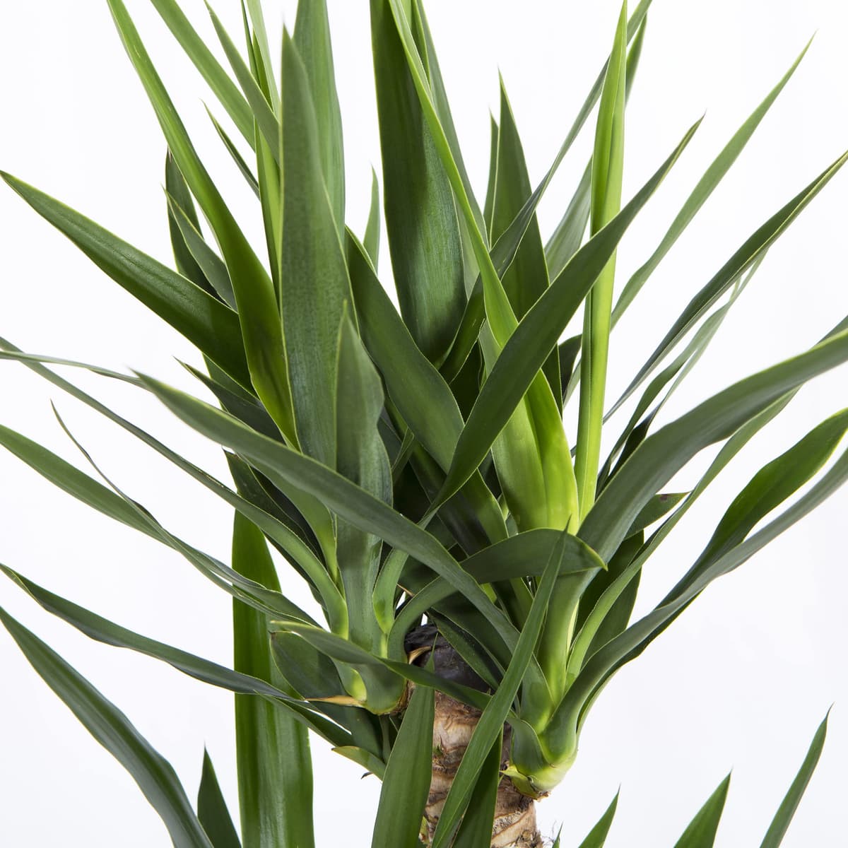 Cool Green - Planta natural interior - Yuca Mediana | Decoracion hogar — view 2