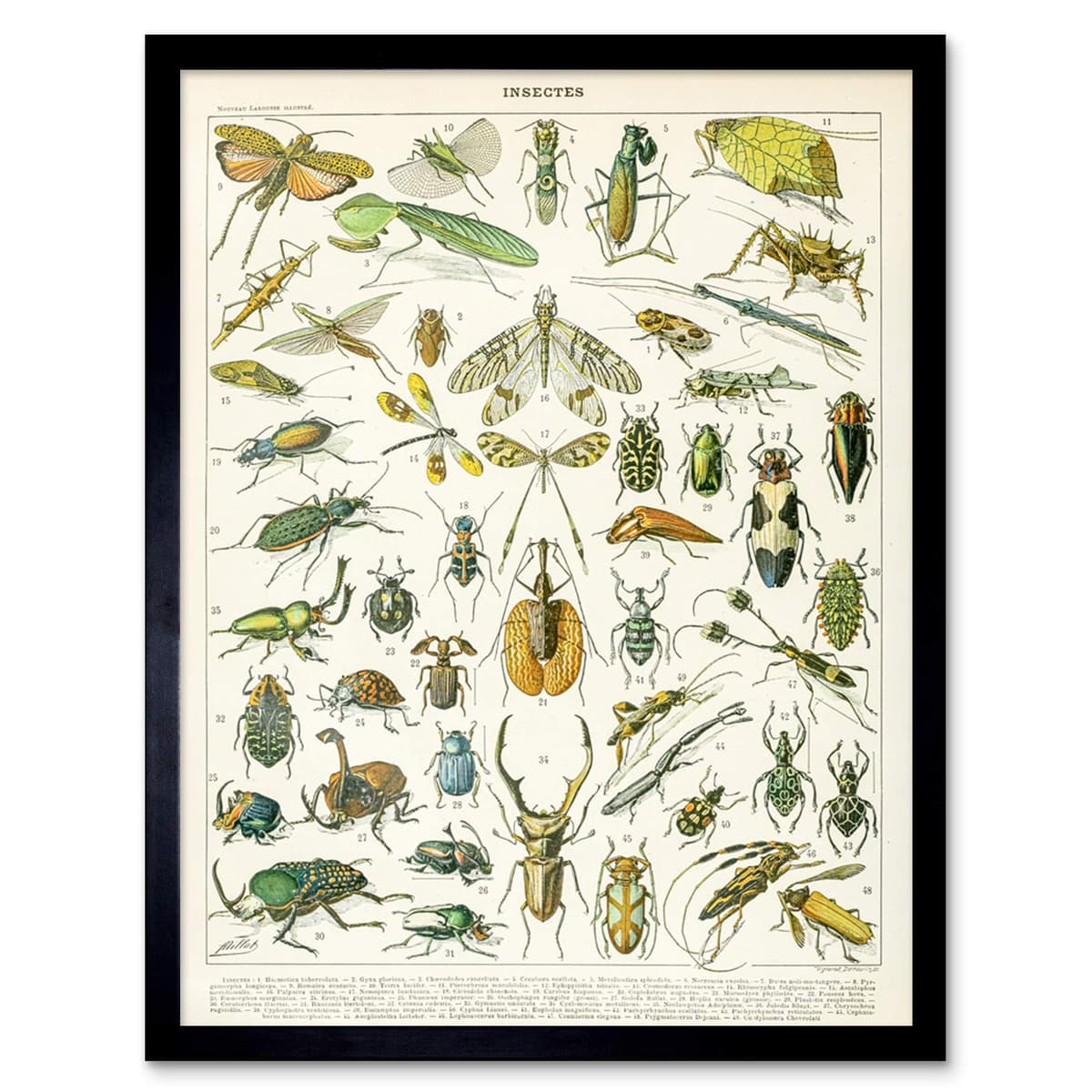 Artery8 Millot Encyclopedia Page Molluscs Shells Art Print Framed Poster Wall Decor 12x16 inch — view 78