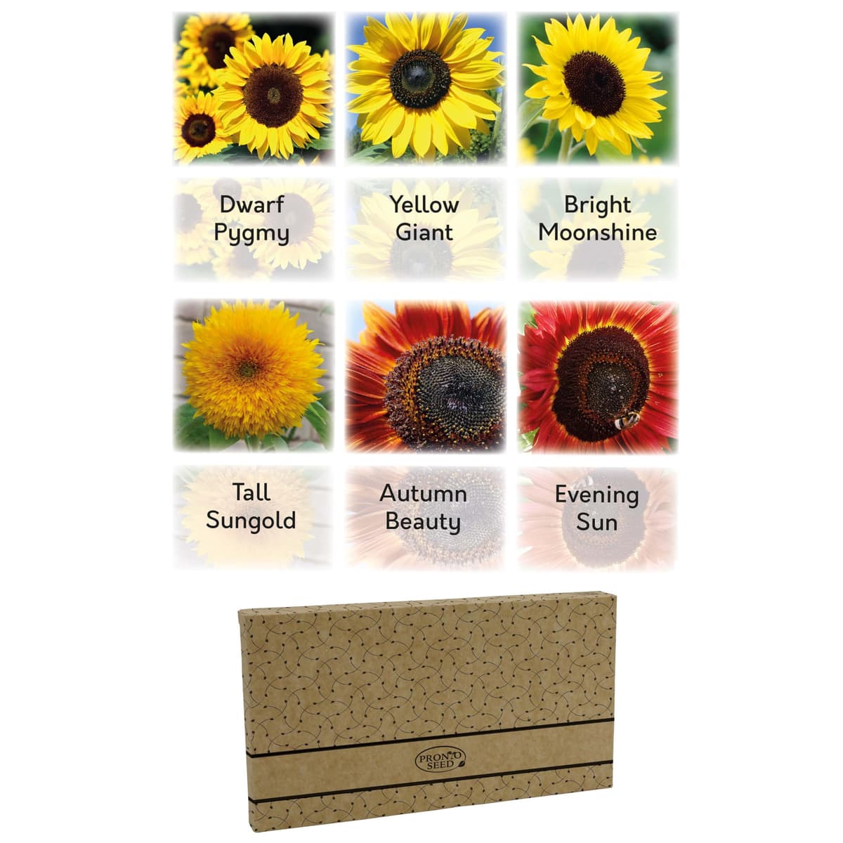 Pronto Seed Grow Your Own Vegetable & Herb Kit – 21 Varieties, 1700+ Seeds for Planting UK – Salad, Spicy, Peas & Beans Mix – Gardening Gifts for Men & Women with Growing Guide — view 11