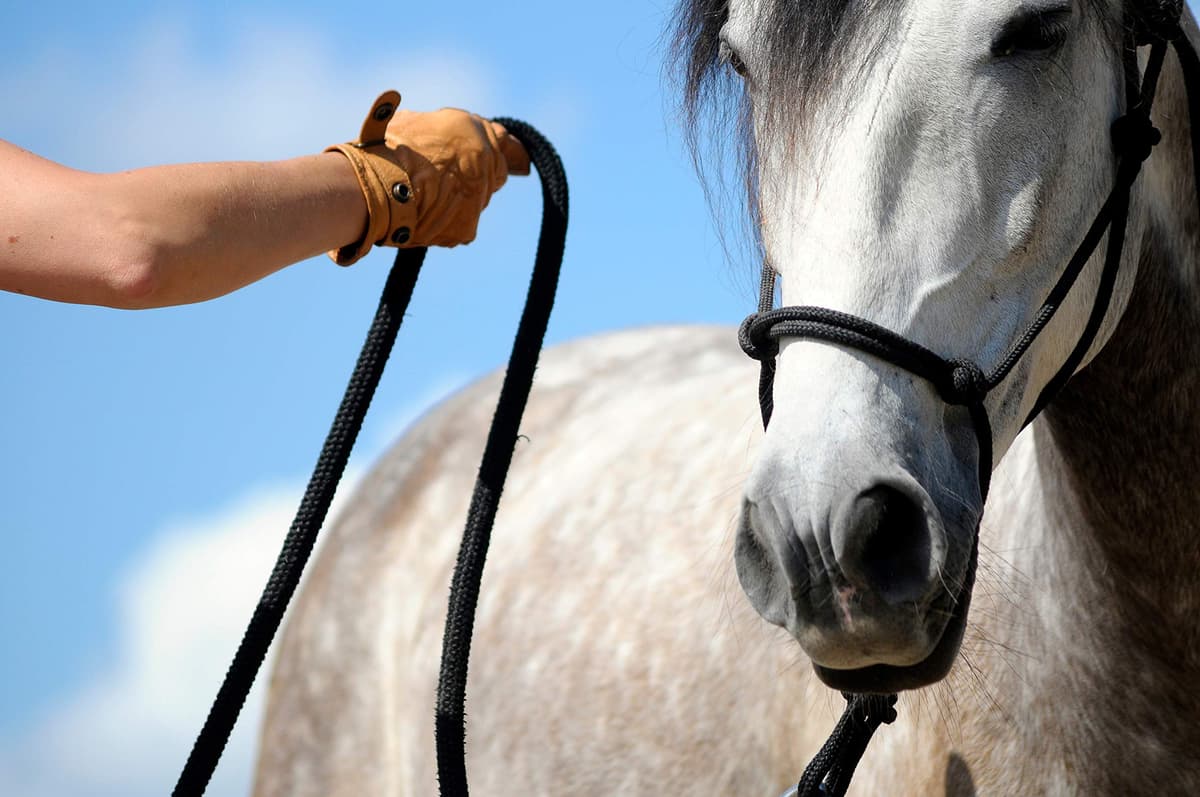 Parelli Training Natural Rope Headcollar in 11 Sizes - Miniature Foal Shetland Weaning Pony Cob Arabian Full Horse Extra Full and Draft — view 4