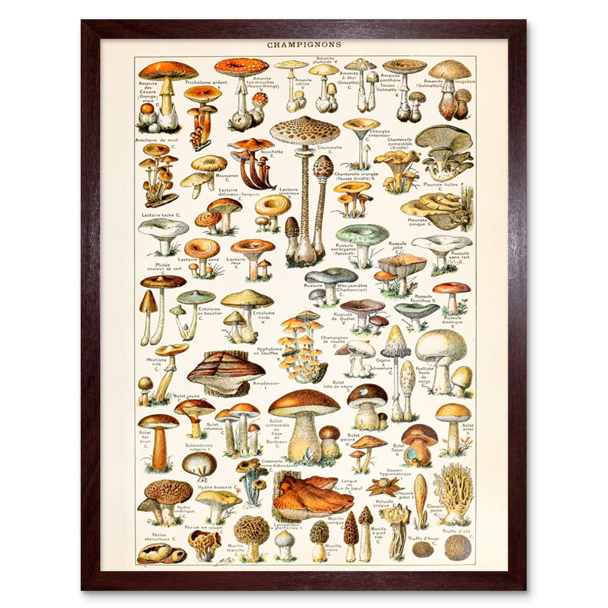Artery8 Millot Encyclopedia Page Molluscs Shells Art Print Framed Poster Wall Decor 12x16 inch — view 87