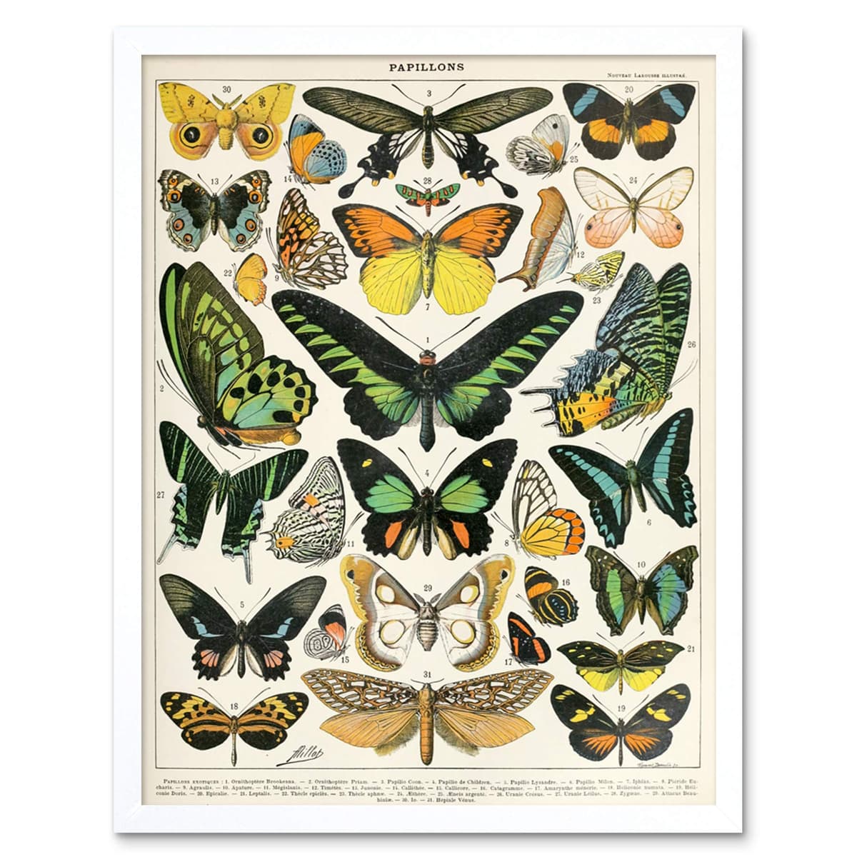 Artery8 Millot Encyclopedia Page Molluscs Shells Art Print Framed Poster Wall Decor 12x16 inch — view 11