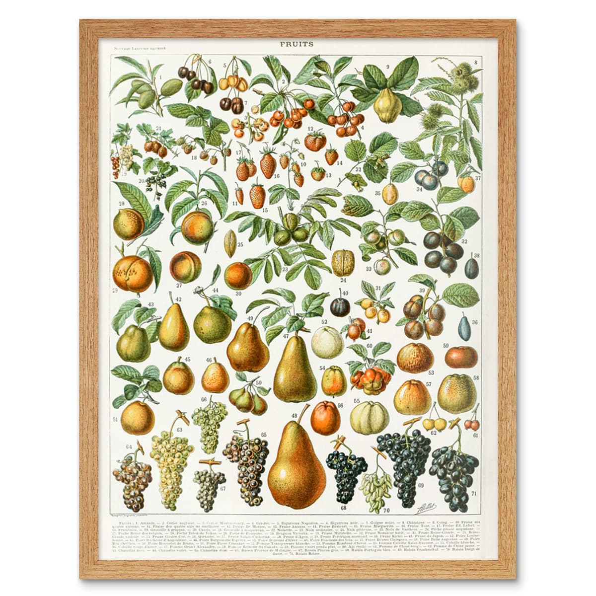 Artery8 Millot Encyclopedia Page Molluscs Shells Art Print Framed Poster Wall Decor 12x16 inch — view 25