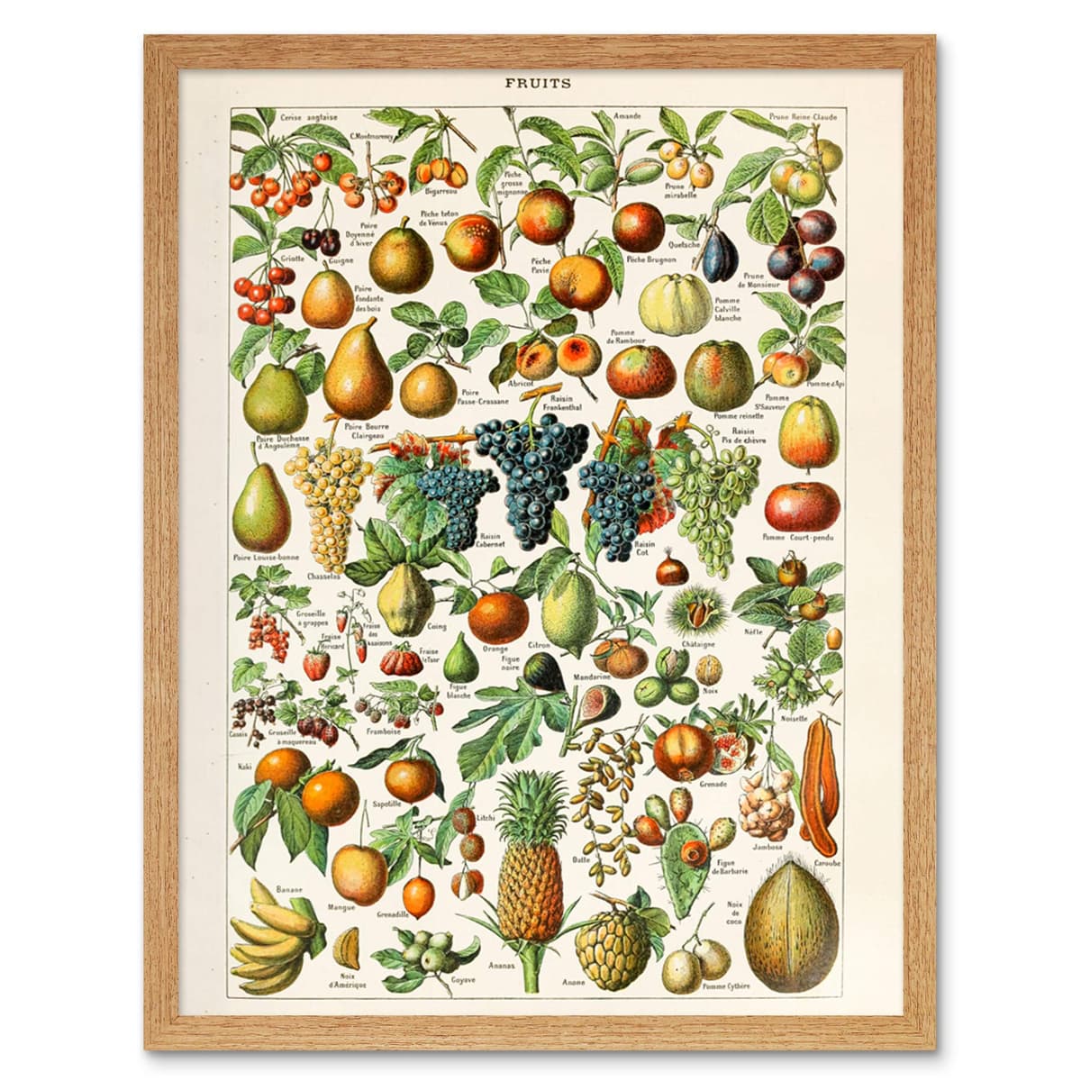 Artery8 Millot Encyclopedia Page Molluscs Shells Art Print Framed Poster Wall Decor 12x16 inch — view 108