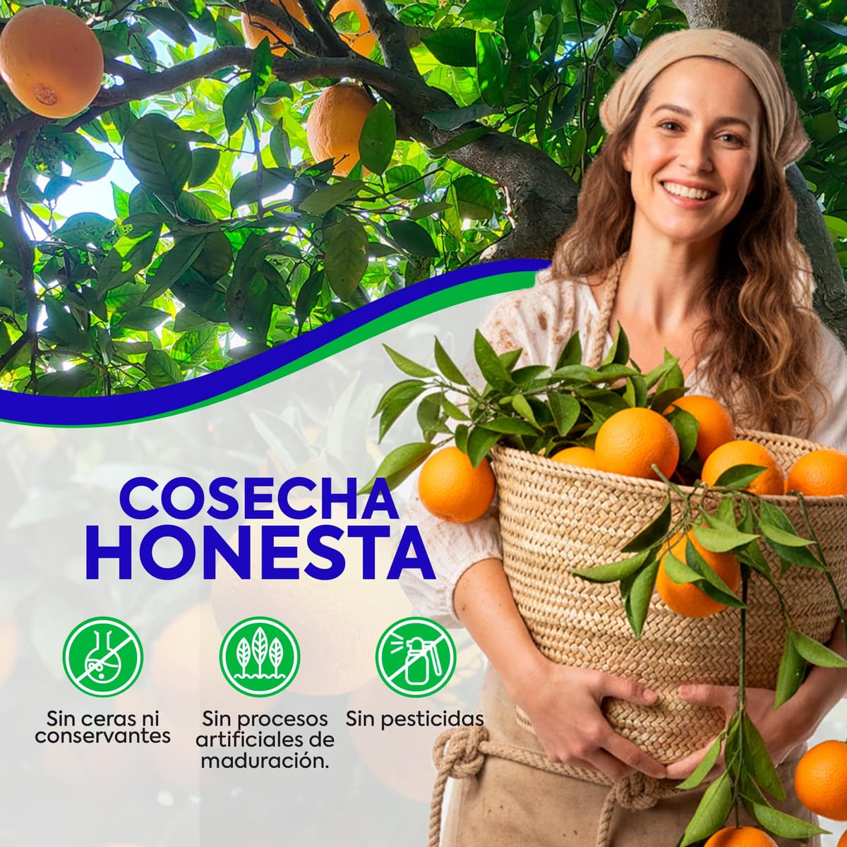 Naranjas de Valéncia directas del árbol recién recolectadas - del árbol a tu mesa sin tratamientos post cosecha - cajas de 5, 9, 15 y 19kg - fruta natural valenciana - naranja de mesa (9KG) — view 5