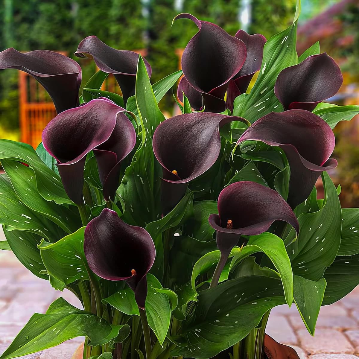 Pasión Negra Zantedeschia Calla Lirios de Bulbos, 5 piezas reales y grandes que producen más de 5 flores, Planta de jardín ideal, Bulbos de flores de origen holandés (no son semillas ni artificiales) — view 2