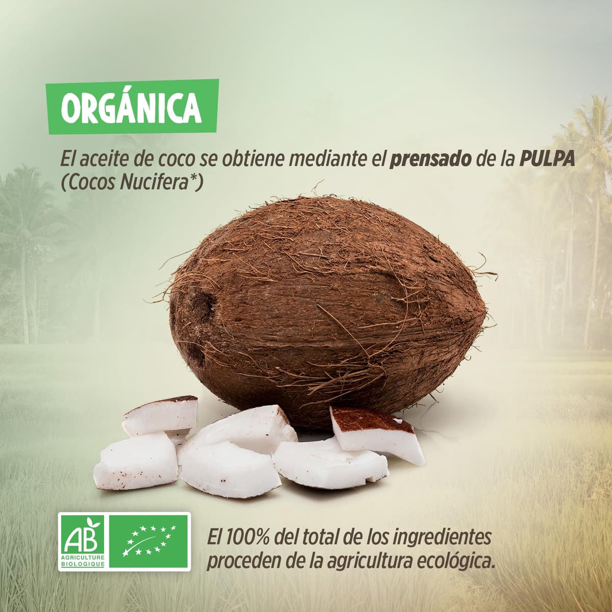 Aceite de Coco Virgen Orgánico 1 L - PRENSADO EN FRIO - Ideal para Cocinar - Ingredientes Naturales - Virgen Extra - Hidrata Piel y Cabello - Apto para Veganos — view 6