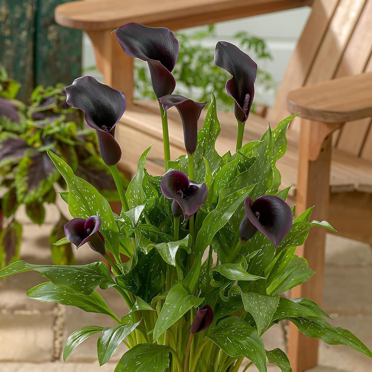Pasión Negra Zantedeschia Calla Lirios de Bulbos, 5 piezas reales y grandes que producen más de 5 flores, Planta de jardín ideal, Bulbos de flores de origen holandés (no son semillas ni artificiales) — view 4