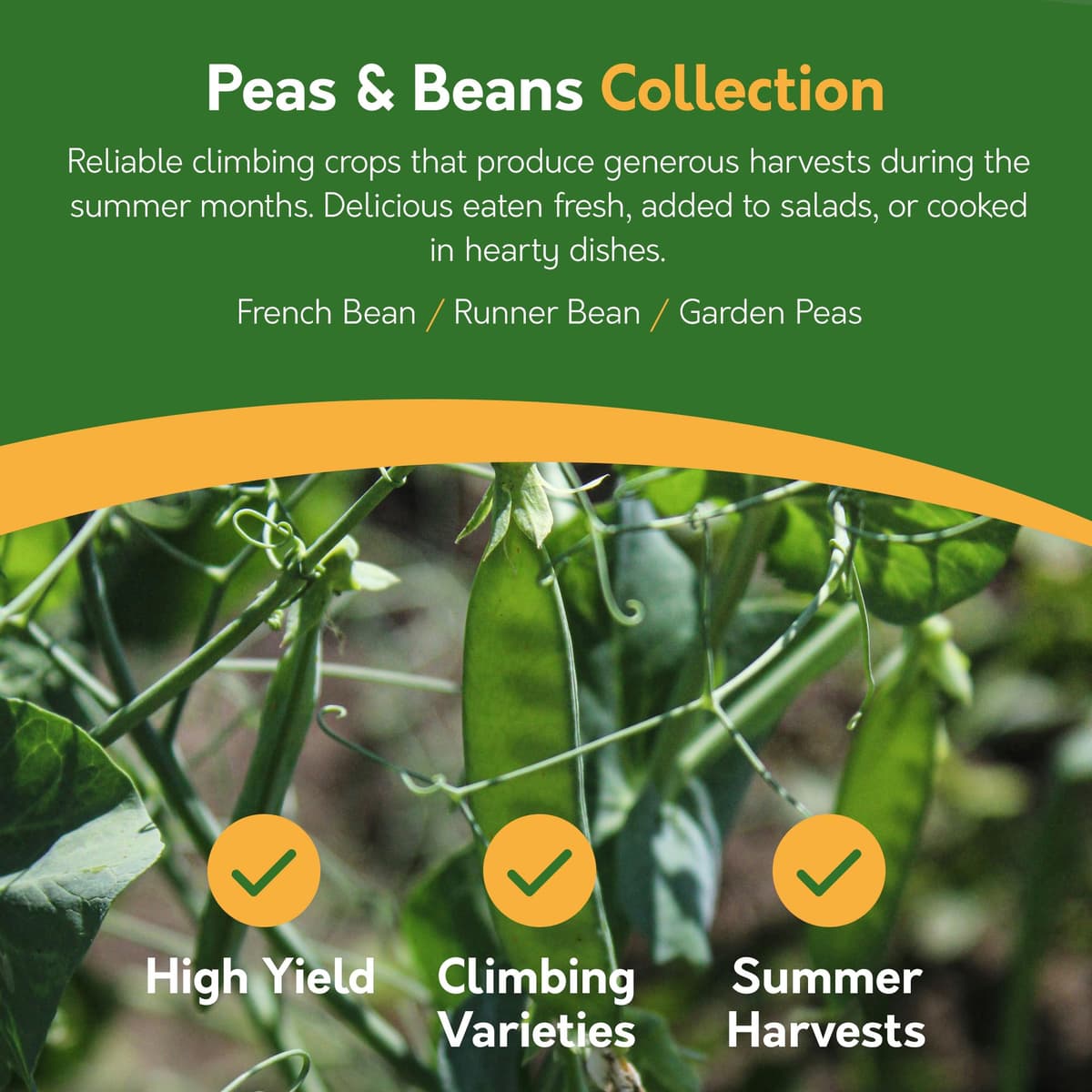 Pronto Seed Grow Your Own Vegetable & Herb Kit – 21 Varieties, 1700+ Seeds for Planting UK – Salad, Spicy, Peas & Beans Mix – Gardening Gifts for Men & Women with Growing Guide — view 6